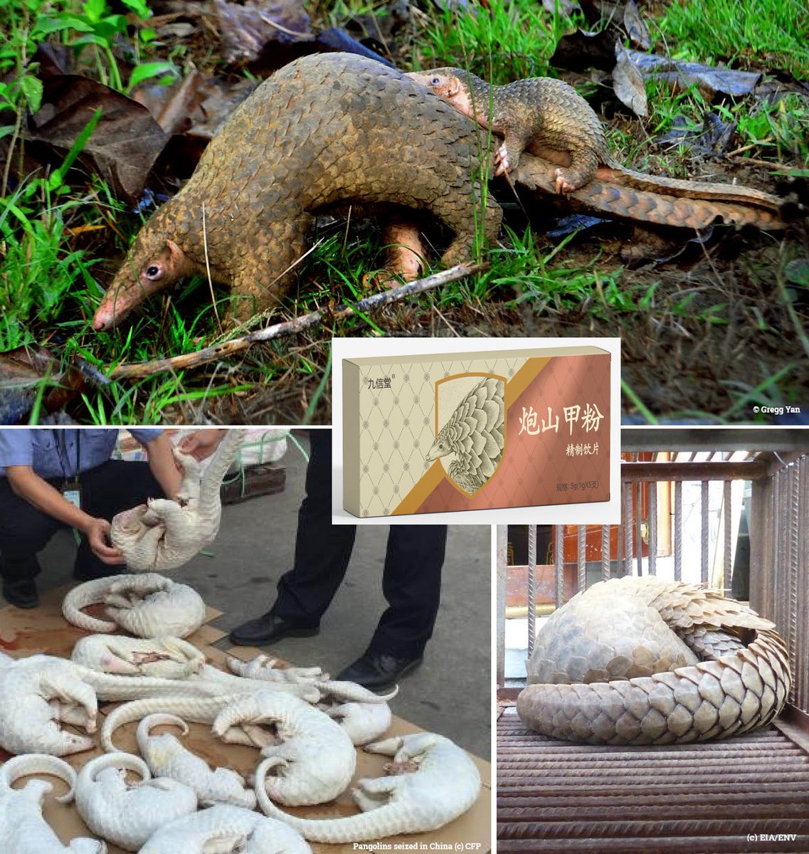 Everything you ever wanted to know about ... illegal pangolin trade Find out more about the world's most trafficked animal, where they're found, why they're poached and what EIA is doing about it Get the facts at ow.ly/lVWB50Q8QKp #illegalwildlifetrade #pangolins