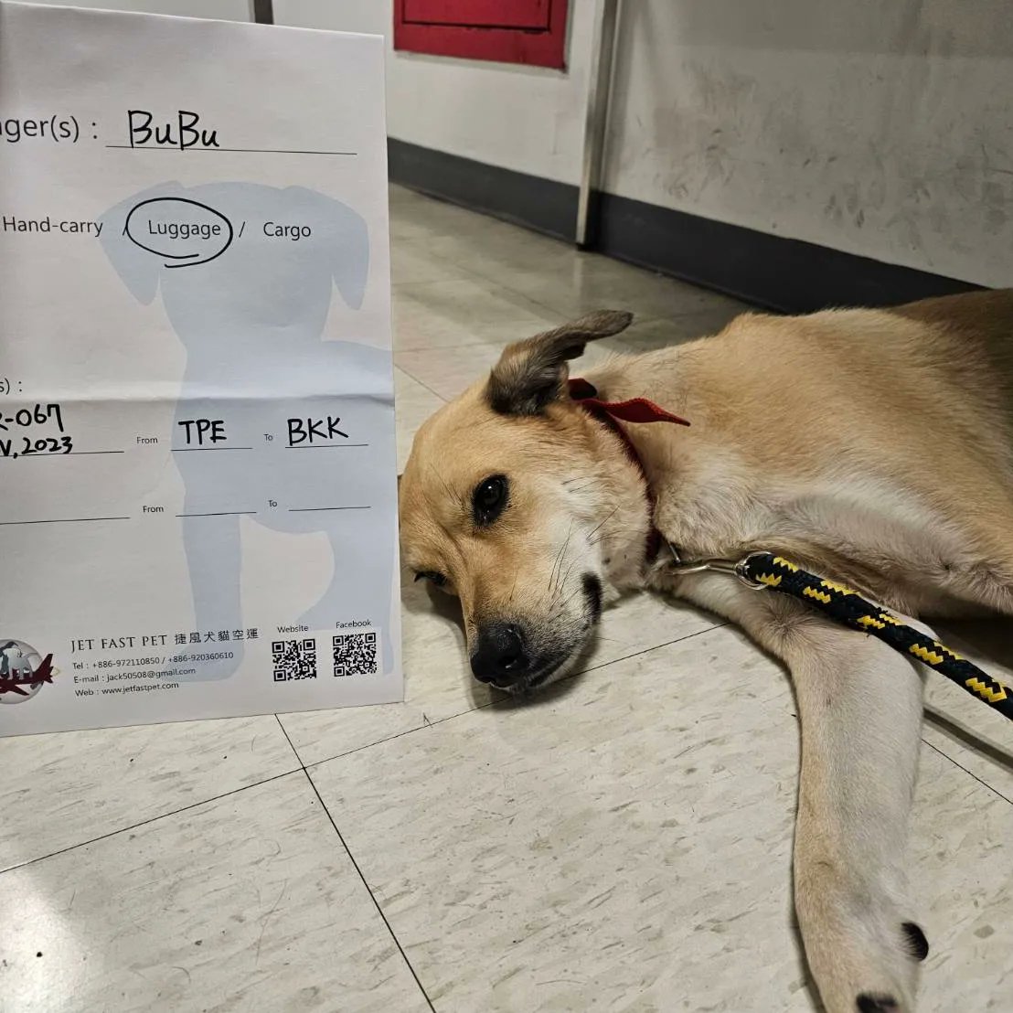 jetfastpet's tweet photo. Bubu from Taiwan to Thailand!

#pettaiwantothailand
#JETFASTPET #dogs #cats #internationaltravel
#petexport #petimport #petrelocation #pettravel
#petshipping #petshipper #pettransporter
#RNATT https://t.co/C4SQZuRQpV