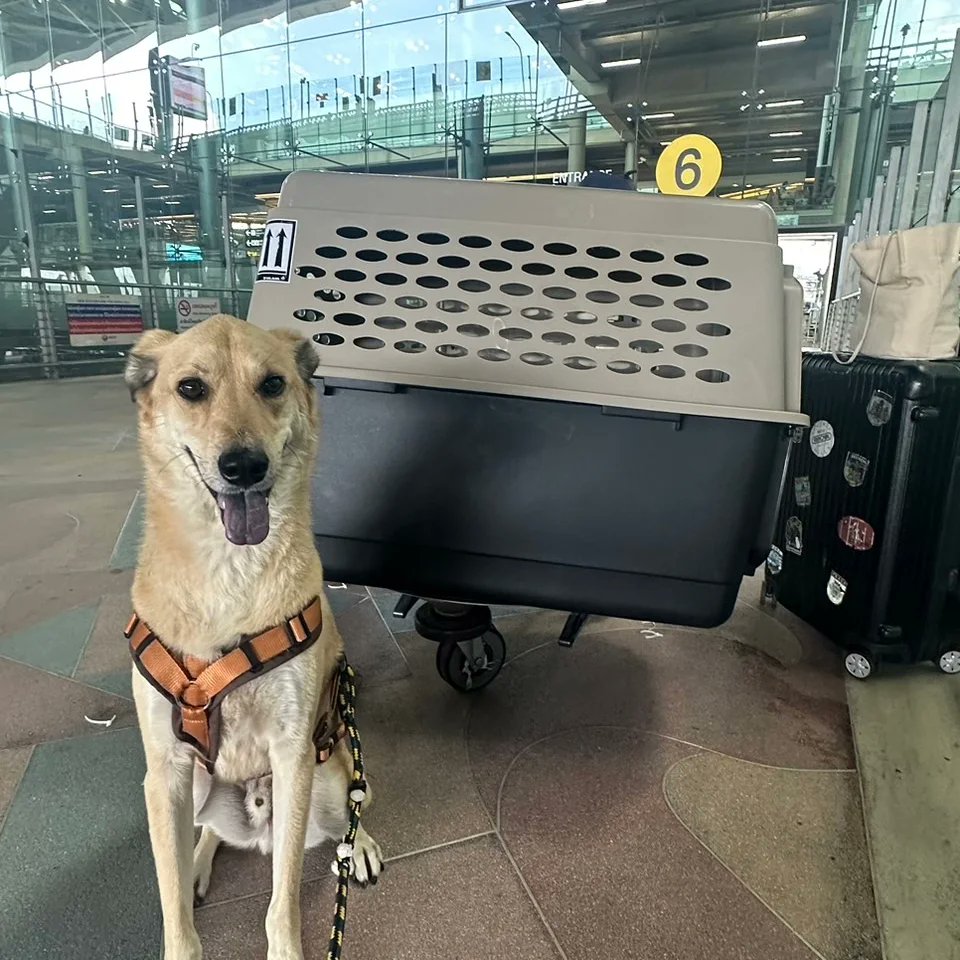 jetfastpet's tweet photo. Bubu from Taiwan to Thailand!

#pettaiwantothailand
#JETFASTPET #dogs #cats #internationaltravel
#petexport #petimport #petrelocation #pettravel
#petshipping #petshipper #pettransporter
#RNATT https://t.co/C4SQZuRQpV