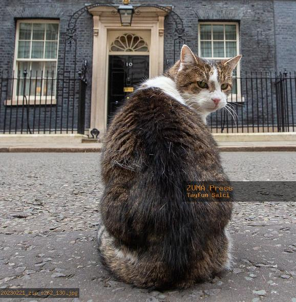 Elizabeth Radcliffe and Boots the Cat tweet media
