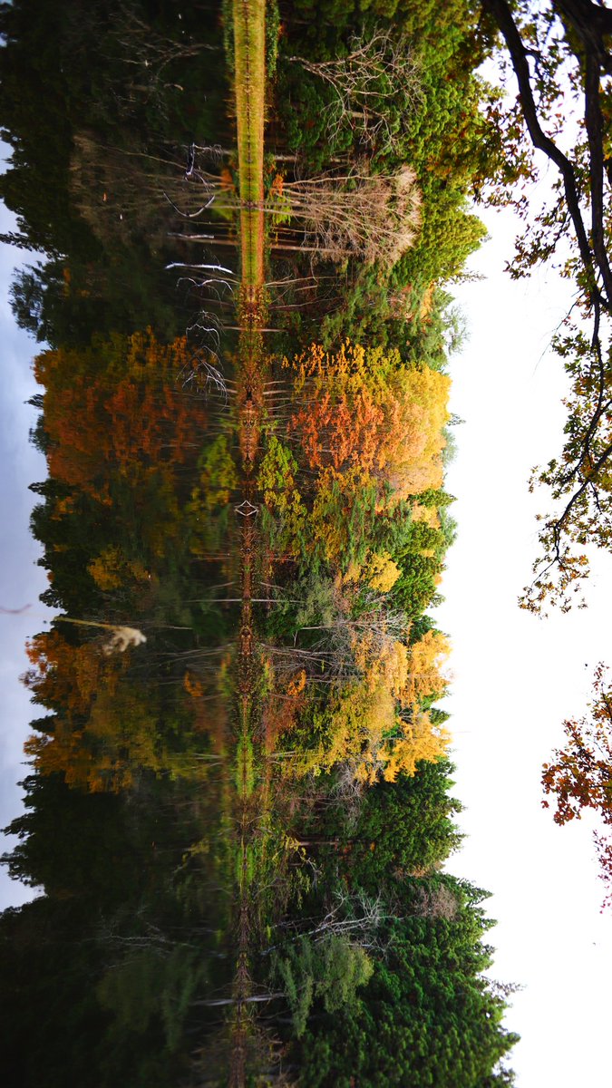 【晩秋の池】

いや〜怖かった((((；ﾟДﾟ))))
山の中の池なんですが土曜日だから少しは人がいると思ってました……すれ違う車なし…もちろん人もなし…😣　もちろんクマ出没注意の看板（・(ｪ)・）
落ち葉の落ちる音さえ聞こえます
#写真好きな人と繋がりたい 
#CANONphotograph