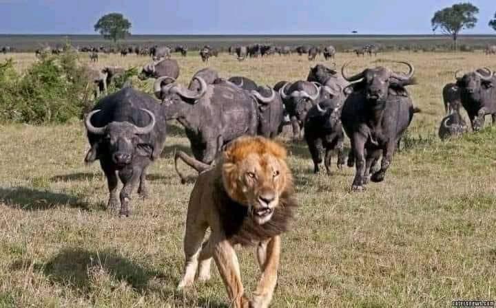 FaraiMupamhanga's tweet photo. @WaltJackman There is strength in numbers!.“Though one may be overpowered, two can defend themselves. A cord of three strands is not quickly broken” (Ecclesiastes 4:12). https://t.co/GGpS4OwohN