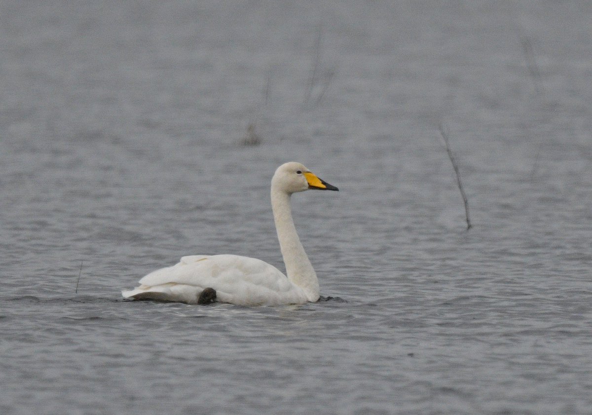 malcinweston's tweet photo. Short eared owl and whooper swan on Tealham Moor yesterday afternoon, Fri 17th. https://t.co/0sU81uTwzk