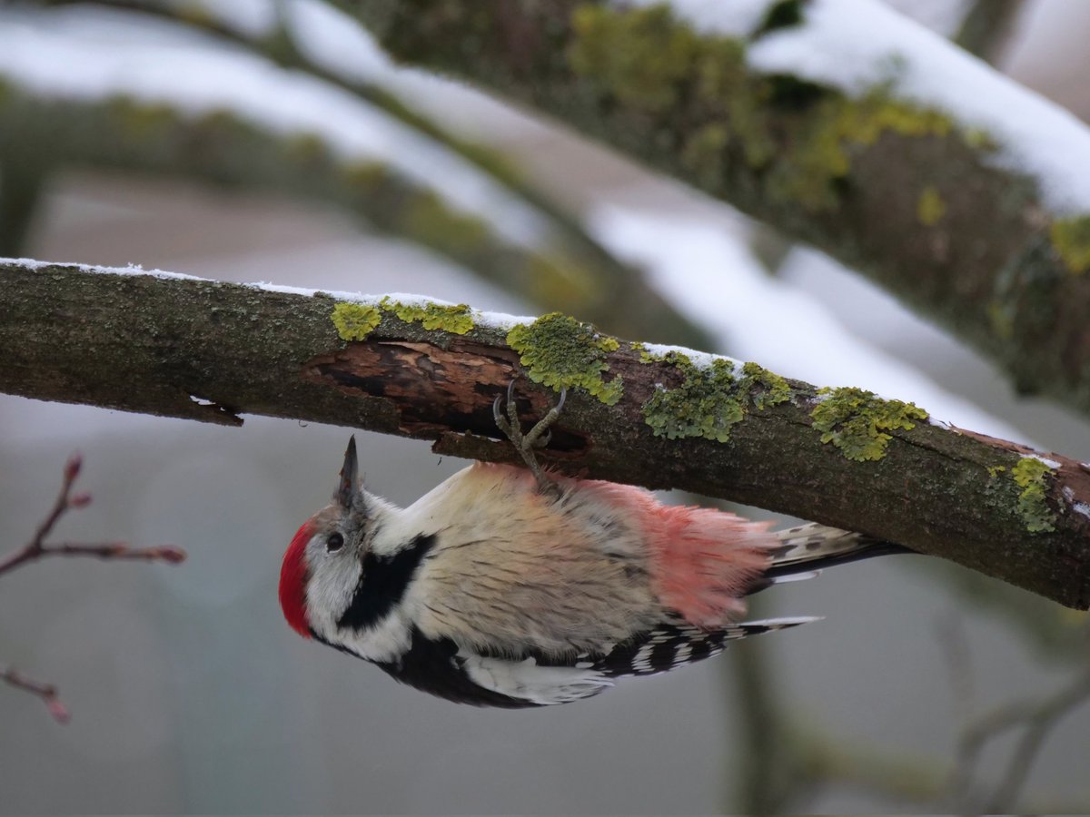 wildlifeguidePL's tweet photo. Along with the first snow in north-eastern Poland, a Middle-spotted Woodpecker showed up next to my apartment in Białystok.
Pictures were taken from kitchen window 😅 Such a nice region to live in. https://t.co/PEjQrGndgS