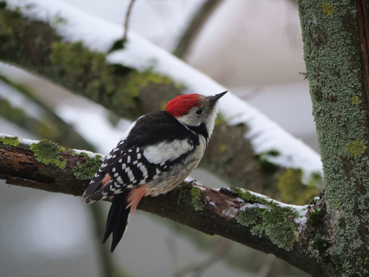 wildlifeguidePL's tweet photo. Along with the first snow in north-eastern Poland, a Middle-spotted Woodpecker showed up next to my apartment in Białystok.
Pictures were taken from kitchen window 😅 Such a nice region to live in. https://t.co/PEjQrGndgS