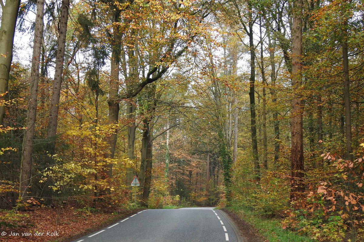 BekiekTwente's tweet photo. Herfst in de Burgemeester Knottenbeltlaan in Hollands Schwarzwald #Rijssen #Riessen
#Twente #BekiekTwente https://t.co/38JmIjYhy2