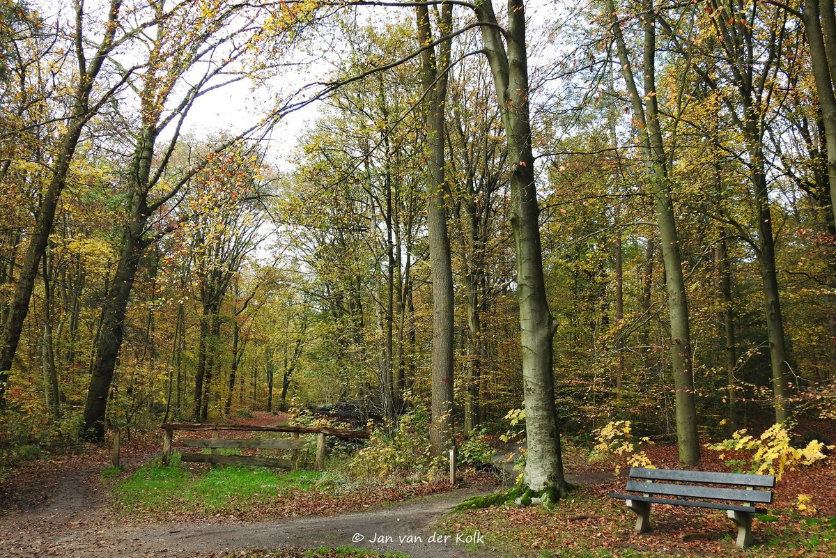 BekiekTwente's tweet photo. Herfst in de Burgemeester Knottenbeltlaan in Hollands Schwarzwald #Rijssen #Riessen
#Twente #BekiekTwente https://t.co/38JmIjYhy2