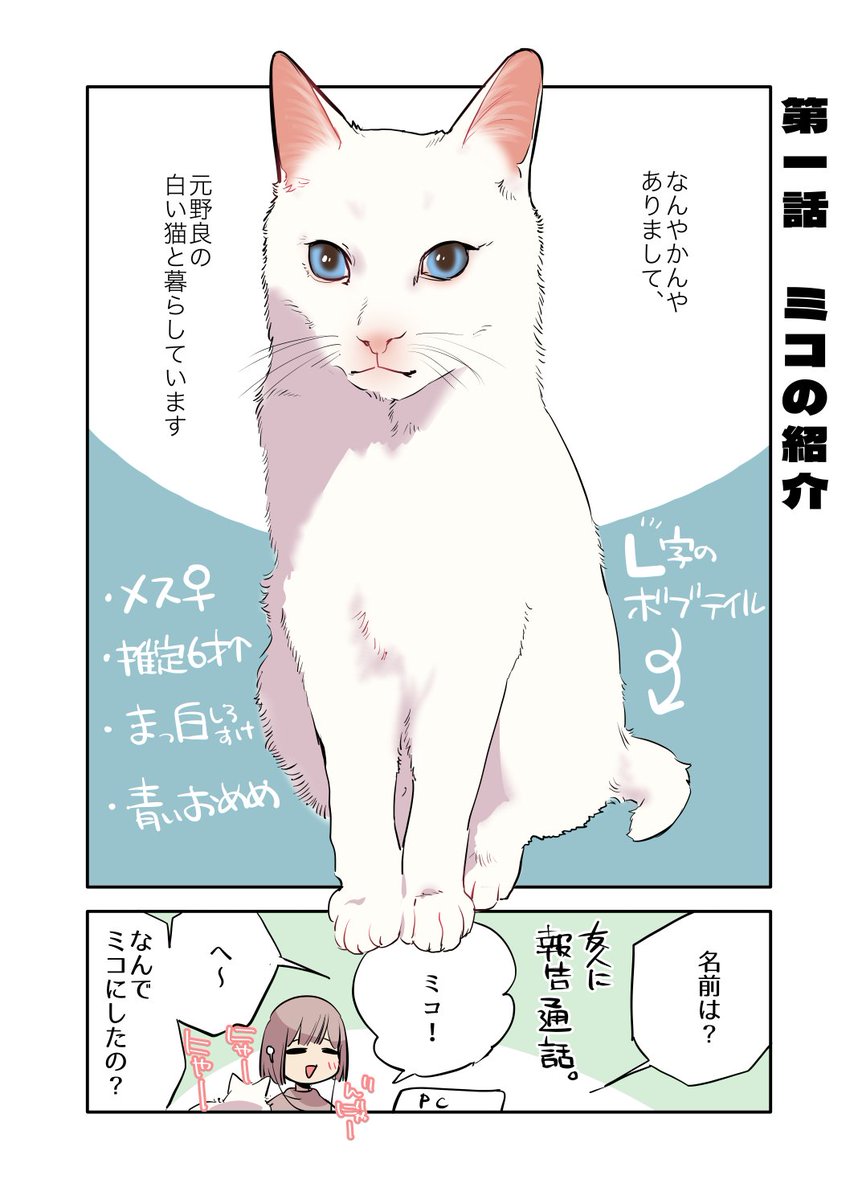 「ミコさん」の名前の由来 #漫画が読めるハッシュタグ #愛されたがりの白猫ミコさん
