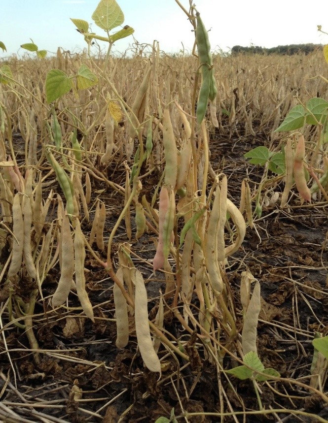 RightCohen's tweet photo. Did you know that the growing of beans is among the highly profitable businesses when done commercially???
#REMINDER: This is only possible when you plant a high quality variety of beans and do excellent field agronomic practices.
Like & Repost.
#LetsFarmTogether https://t.co/V3dTUrqEM9