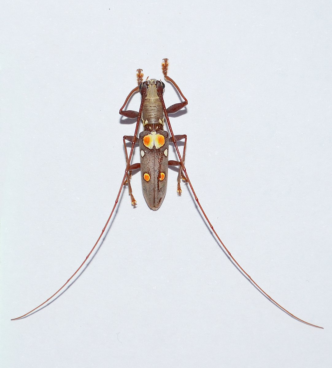 By the time a non-native #beetle is recorded in the EU, another one is always on its way. Here's the latest:
Olenecamptus bilobus (Fabricius, 1801).
The paper documenting our findings will be out soon.
#Cerambycidae #inasivespecies #biodiversity #Europe