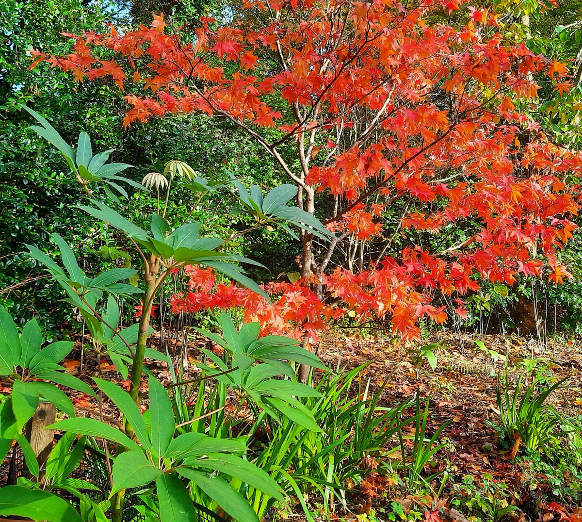 Schefflera and Acer action looking grand <a href="/DartingtonTrust/">Dartington Trust</a> #gardens <a href="/DevonLife/">Devon Life</a> <a href="/DevonGardens/">Devon Gardens Trust</a> <a href="/VisitDevon/">Visit Devon</a> <a href="/visitsouthdevon/">Visit South Devon</a>