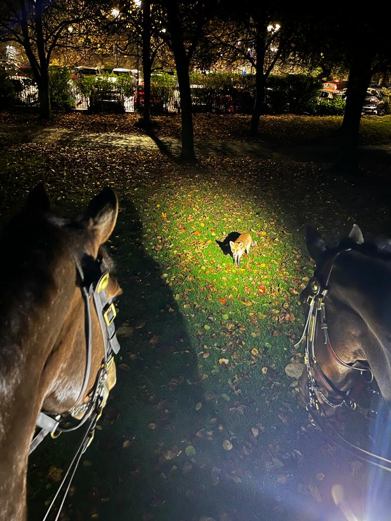 You'll have to try harder than that to 'out fox' Somerset and Redcliffe 🦊 last night they were patrolling Weston-Super-Mare, where they bumped in to resident fox Ted! 🐴 #mountedpatrols #makingnewfriends