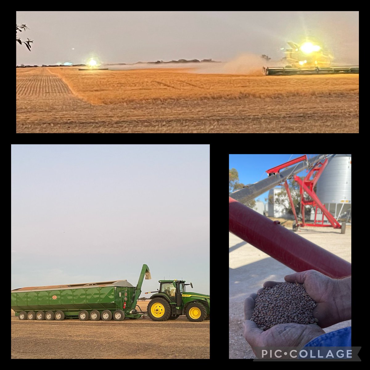 grainvic's tweet image. #lentil #harvest23