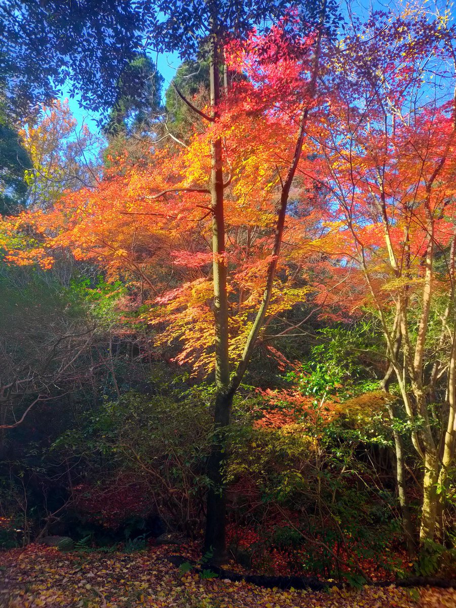 オオタジュンヤ🌺🌿🏖️🌴🦔🐬🍓🌾🌟 tweet media