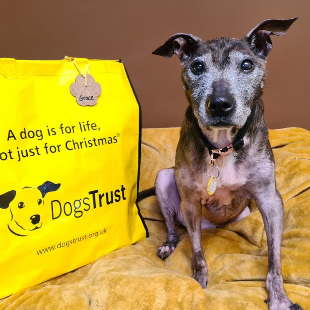 DogsTrust tweet picture