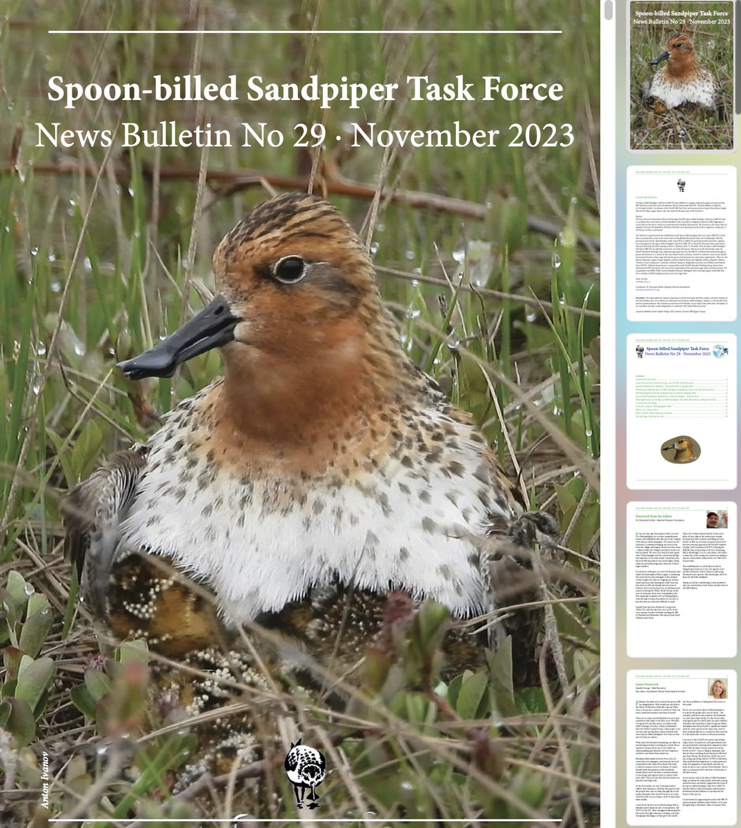 Here is the latest @EAAFP's Spoon-billed Sandpiper Task Force [@SBS_TF] News Bulletin No 29 - tinyurl.com/yu2n7trw! From Thailand's fieldwork to BirdsRussia's Chukotka expedition, explore global Spoonie conservation initiatives. Previous issues: tinyurl.com/ypc3ycks