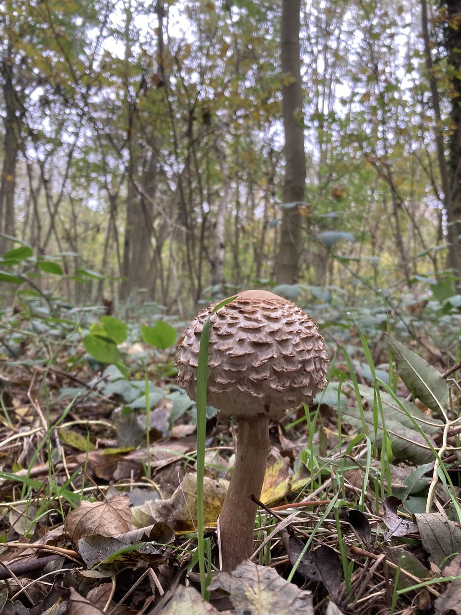 Een heel fijn weekend voor degene die geniet van mooie plaatjes en filmpjes. <a href="/ZHLandschap/">Zuid-Hollands Landschap</a> <a href="/NedMycVer/">NMV-Mycologen</a> <a href="/Bezoek_westland/">Bezoek Westland</a> #regiokuststreek