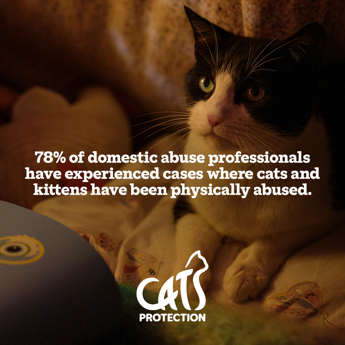 Pets can also suffer at the hands of #DomesticAbuse perpetrators. Cats Protection's Lifeline service provides temporary homes for cats affected by domestic abuse, allowing their owners to get to safety. cats.org.uk/together #DomesticAbuseSupport