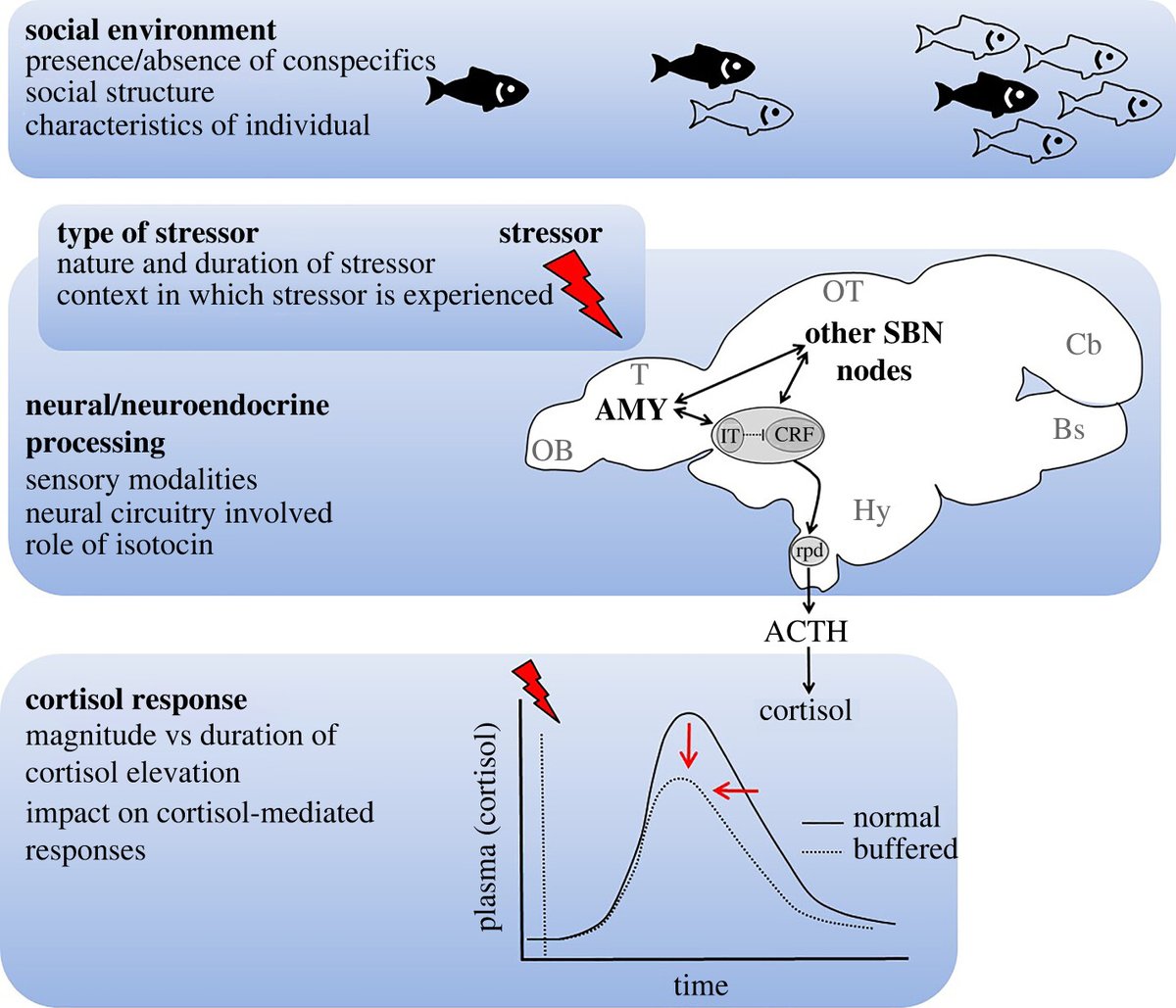 Social buffering of the stress response: insights from fishes ow.ly/Pq9j50Ntzh0 | #cortisol #zebrafish #animalbehaviour #BiologyLetters
