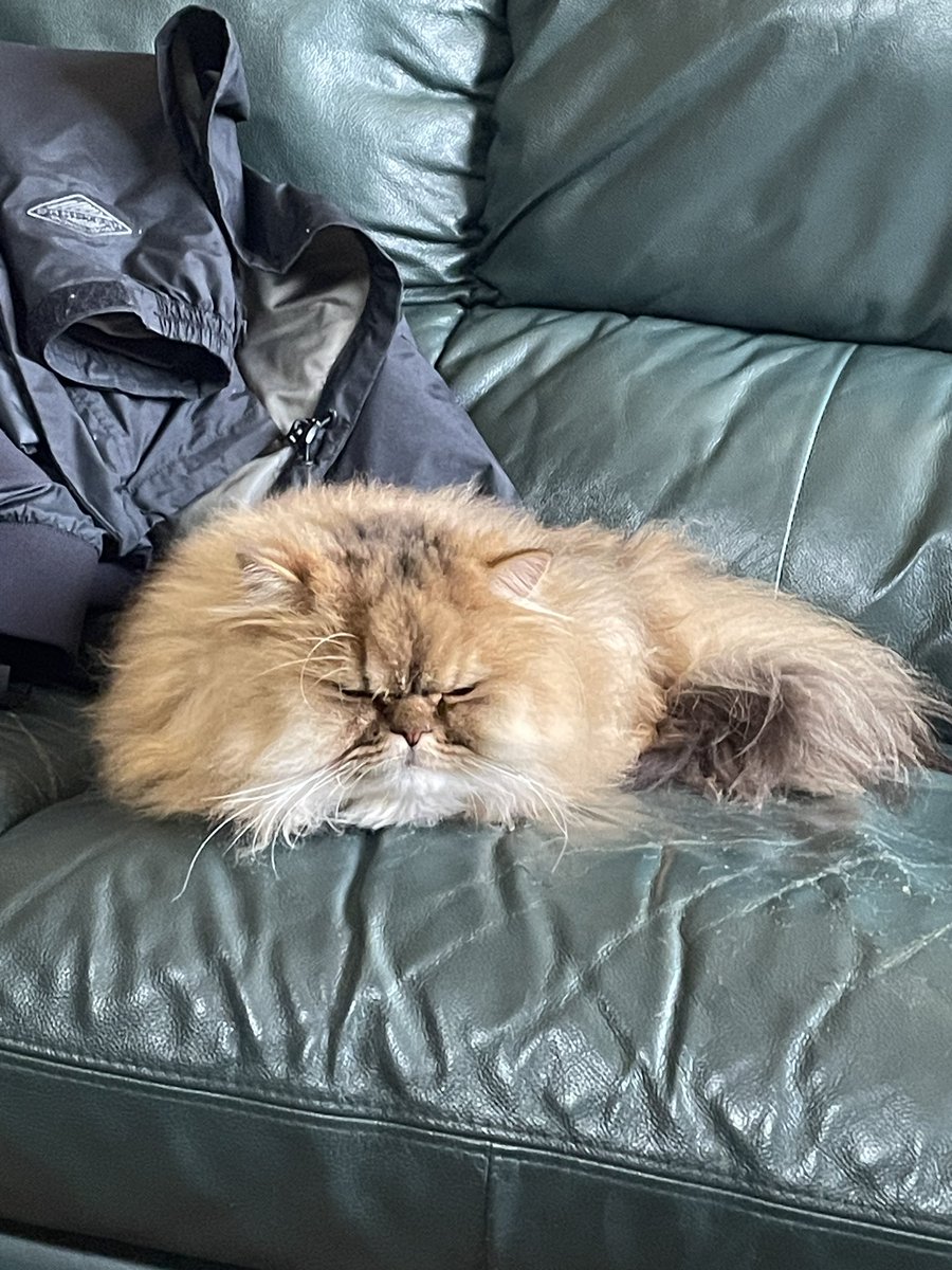 caramel0827's tweet photo. マヌルネコ〜
 #今日のラメル
#猫好き  #猫の居る暮らし  #猫好きさんと繋がりたい https://t.co/NzC0uPqjLA