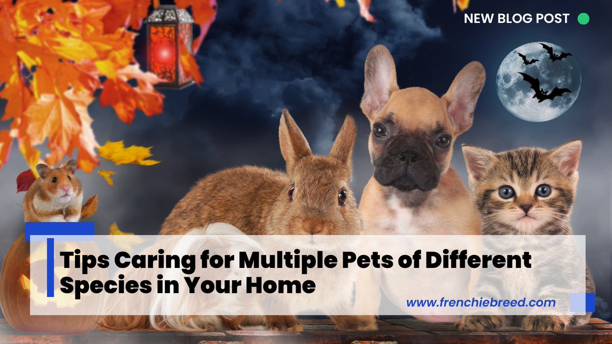 FrenchieBreed's tweet image. Key points from the article about caring for #multiplepets of different species:

Living with multiple #pets can be rewarding but also challenging. Here are some tips for caring for pets of different species under one roof 🐶🐱🐹

First, choose compatible species. Avoid predators…