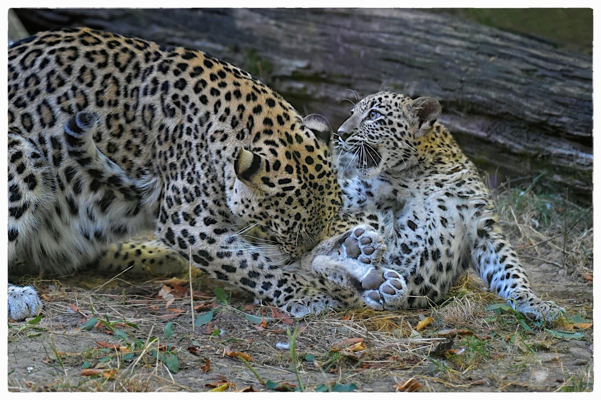 AuboisVeronique's tweet photo. Happy #Caturday !
Persian #Leopard @zoobeauval @NikonNews @NikonFR @NikonUSA
A Caturday which is also a “Saturday Souvenir” with Dastan, the #PersianLeopard cub playing with his Mom Ziba (photographed here when he was 4 months old).#Nikon #nikonphotography
©Véronique AUBOIS - https://t.co/uygBmXKMWD