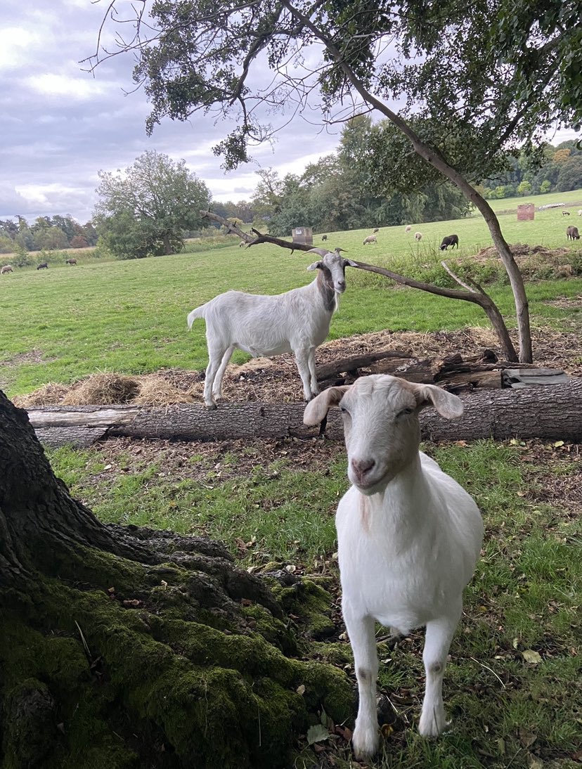 HoovesTails's tweet photo. Exciting news! Hooves and Tails is now an official registered charity, No. 1205698 🎉

A big thank you to trustees Isabel, Simon, and Nermin for making this happen.

Charity status boosts confidence and opens doors to more opportunities!

#charity #nonprofit #farmanimalsanctuary https://t.co/Zwd2zs3OUx