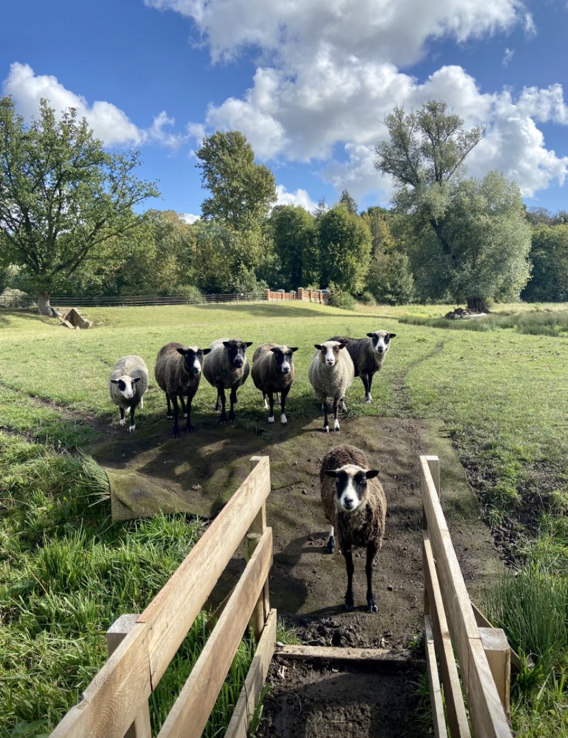 HoovesTails's tweet photo. Exciting news! Hooves and Tails is now an official registered charity, No. 1205698 🎉

A big thank you to trustees Isabel, Simon, and Nermin for making this happen.

Charity status boosts confidence and opens doors to more opportunities!

#charity #nonprofit #farmanimalsanctuary https://t.co/Zwd2zs3OUx