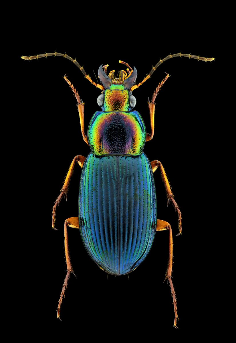 hbvarun_beetle's tweet photo. SOLD 💥💥💥
Vaulted by #clubmega ( @MegaNFTMind )
Thank you so so much
Dung Beetle (LE for 8.00 ꜩ)
https://t.co/sm5GMws5S5
1500 (Yes 1500) stacked image to produce absolute details. https://t.co/NY2drSPi6S