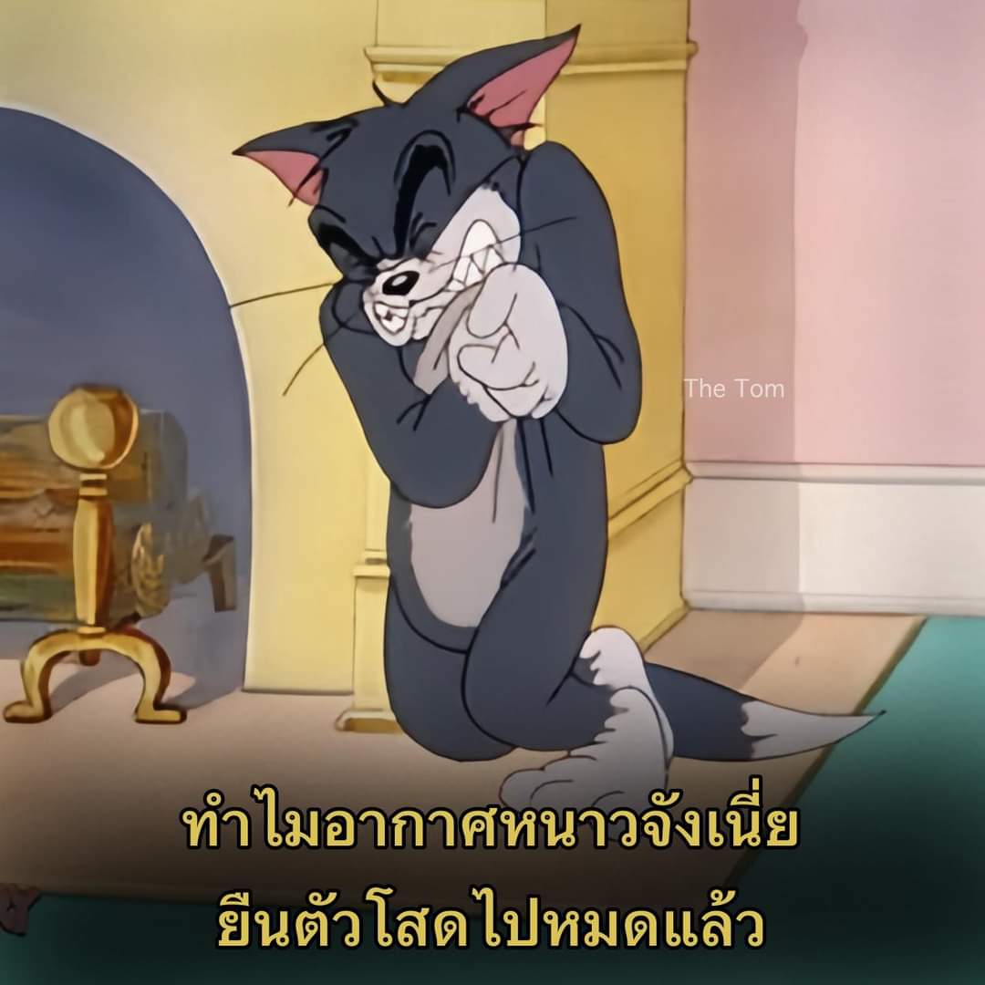 วีนัสชอบกินกะเพรา 𖧧 tweet media