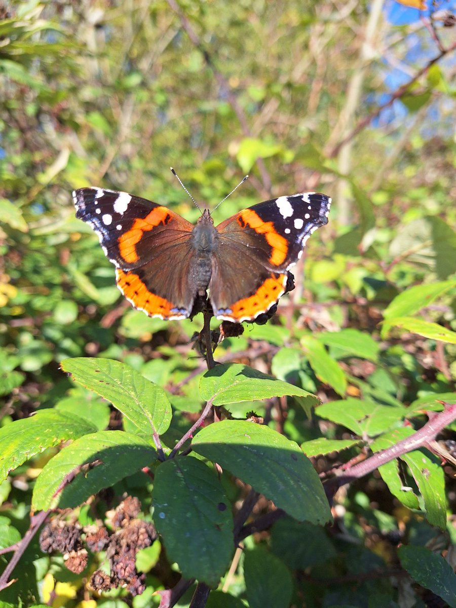 A few entomological phone snaps at the end of a fantastic season of surveying, to serve, if nothing else, as a reminder to self to get a better camera before the next season begins.