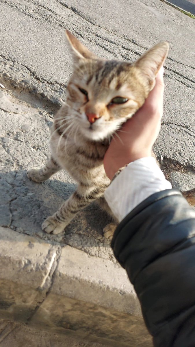 _Elmir_S's tweet photo. 😁Məndə atımda)🫠🐈 https://t.co/6L9AWcpXJ7