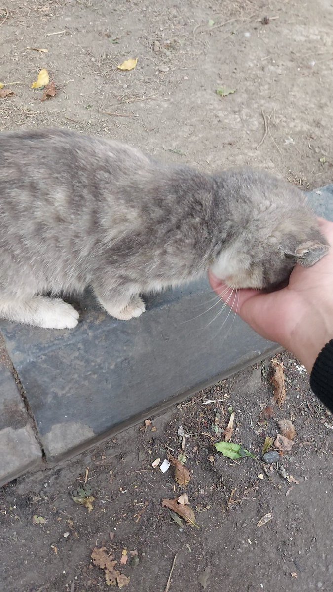 _Elmir_S's tweet photo. 😁Məndə atımda)🫠🐈 https://t.co/6L9AWcpXJ7
