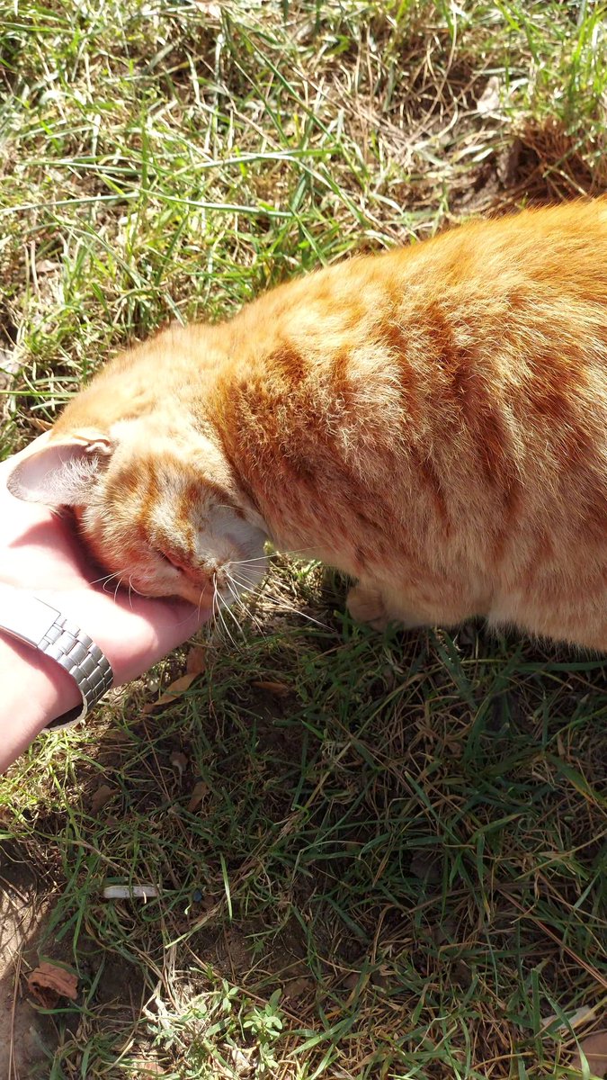 _Elmir_S's tweet photo. 😁Məndə atımda)🫠🐈 https://t.co/6L9AWcpXJ7