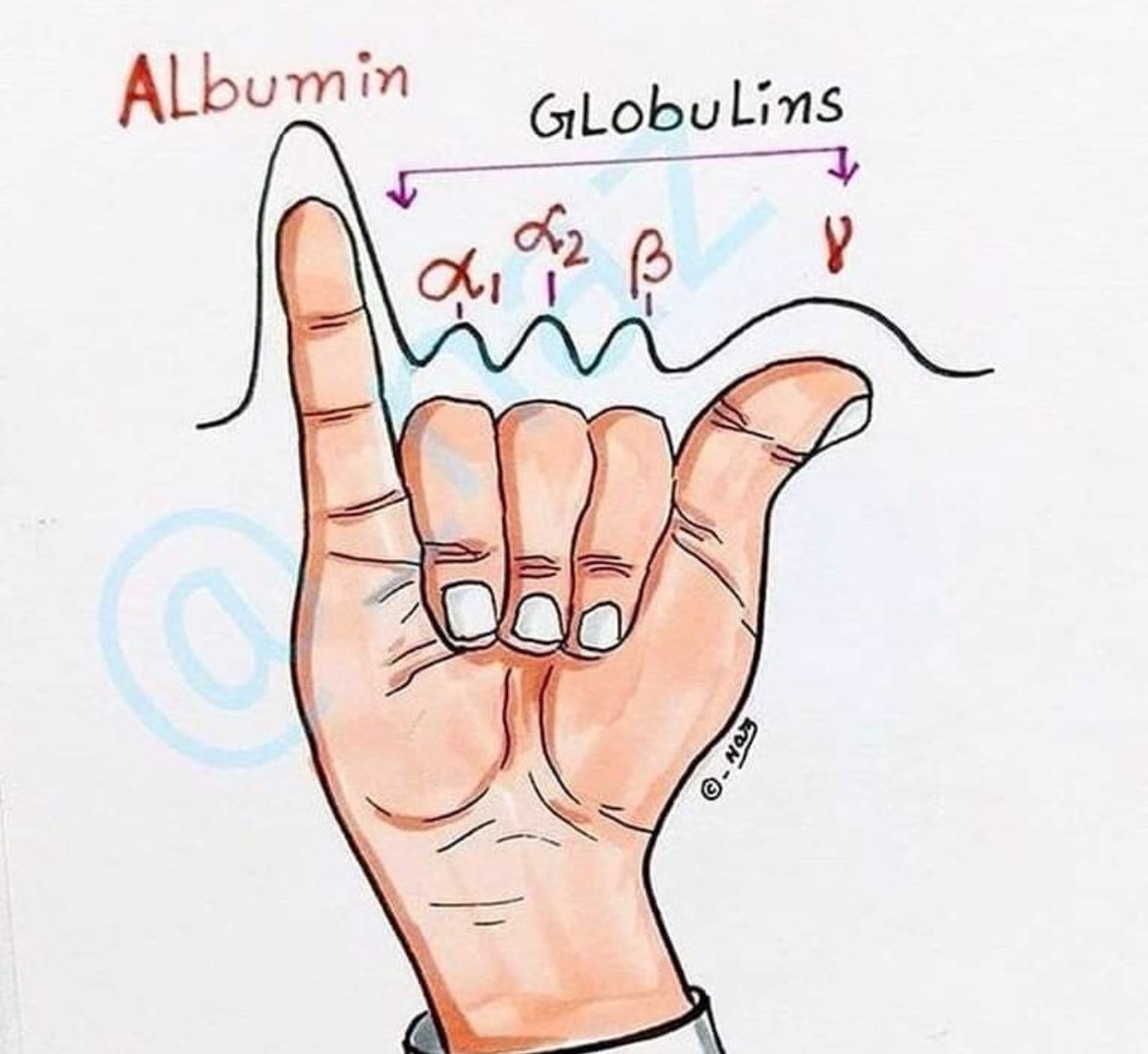 drkeithsiau's tweet photo. How to remember protein electrophoresis 🤟🧠 https://t.co/WGCLLUJjdF