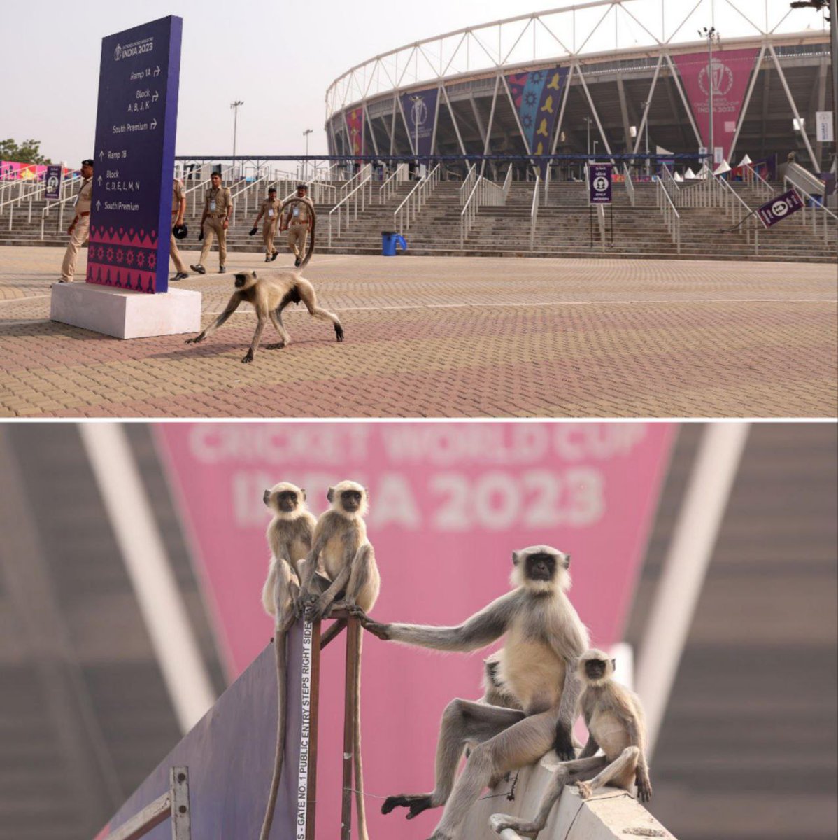 mufaddal_vohra's tweet photo. Monkeys have taken the field outside Narendra Modi Stadium. https://t.co/usyxPrM4zw