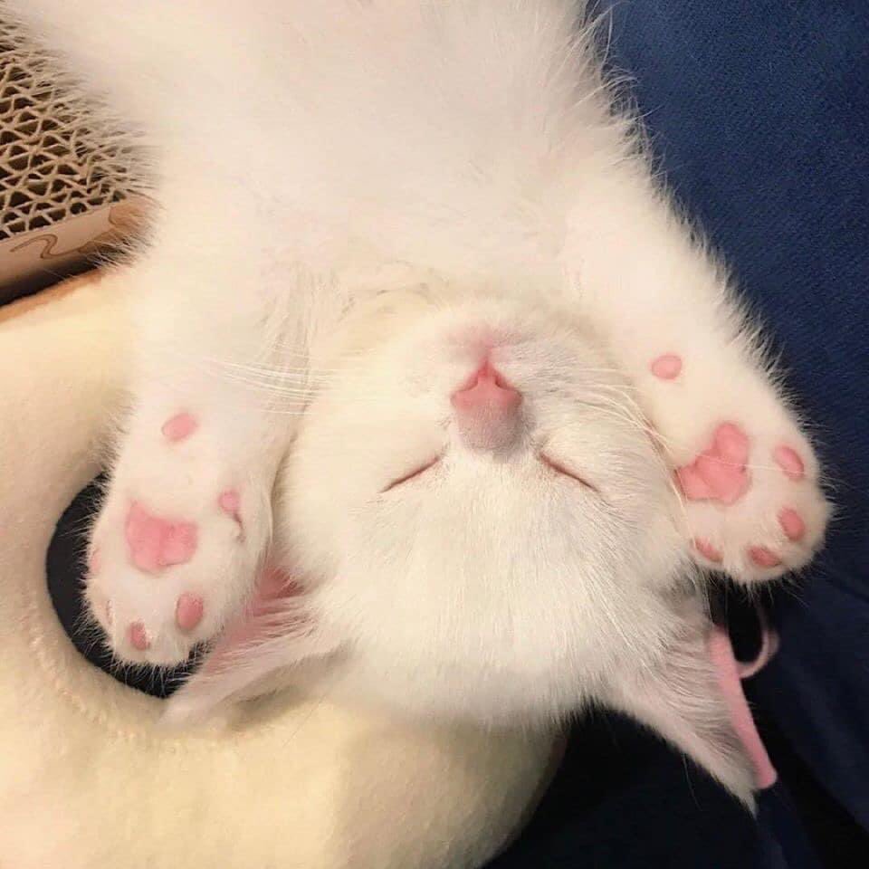 mettavvin's tweet photo. @brnght Maww kithhh🥺🥺 https://t.co/GcDmVbLmdd