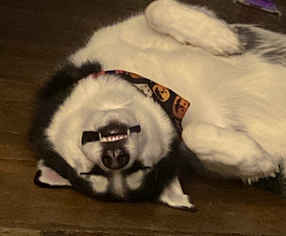 _MothFuzz_'s tweet image. Hey! I know I lack on posting but um…. If any of my mutuals are listening Im gonna be opening commissions soon, do look out for that! :0 Have a cutie patootie as compensation for my absence