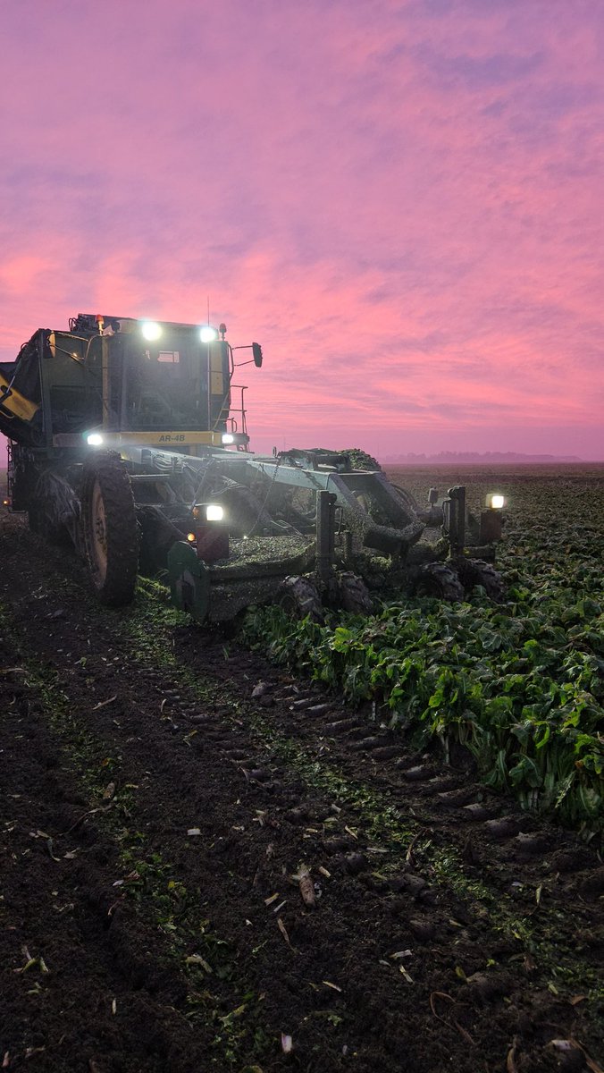 Weer perceeltje verder gekomen! <a href="/noudvunen/">Noud van Unen</a> #ochtentrood #witlof