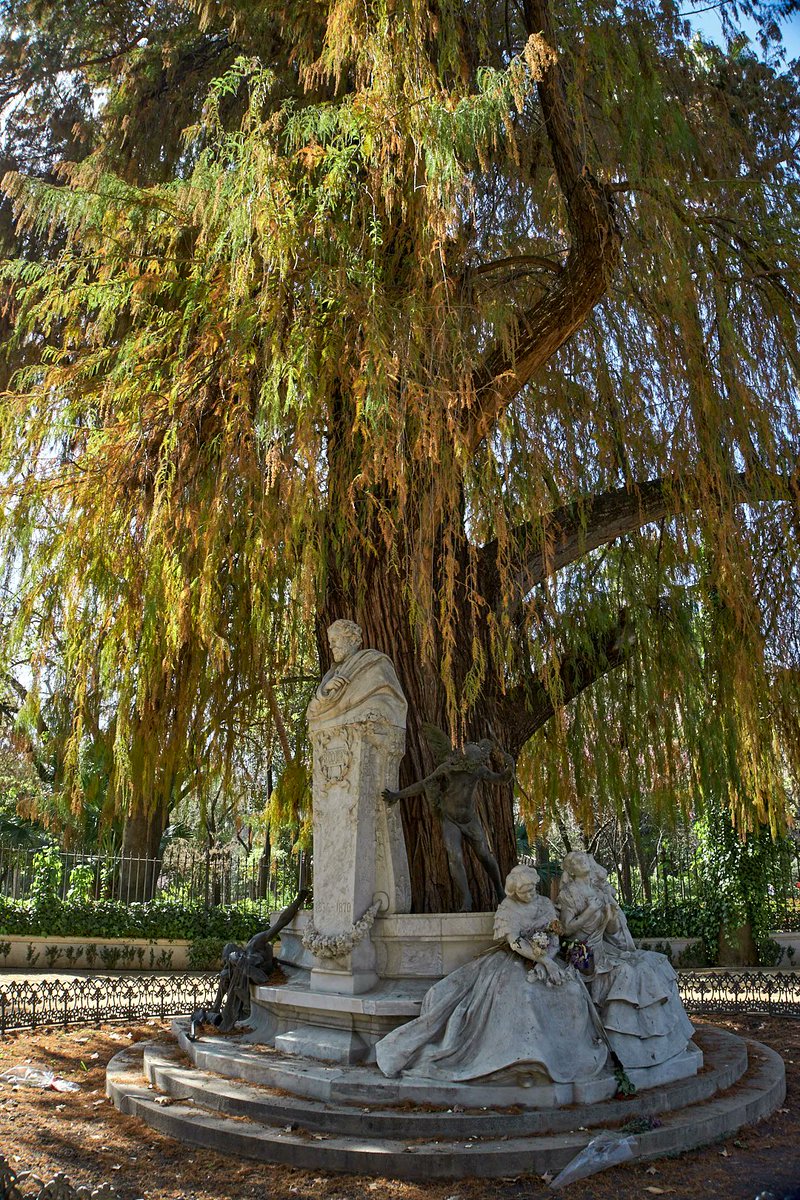 Ayto_Sevilla's tweet photo. 🌲✨ ¡El ciprés de los Pantanos del Parque de María Luisa opta al árbol más bonito de España!

Es uno de los ejemplares mas importantes y representativos de nuestra ciudad, y está catalogado como árbol singular de #Sevilla desde 2022.

🗳️🌐 Vota por él en: https://t.co/z5pamqPGKc https://t.co/2kiyS5jqrU