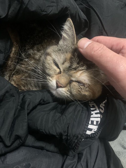 #お前らのフォルダの1番新しいやつと戦え
勝てぬ( 'Д` )( ΦωΦ )コロス 