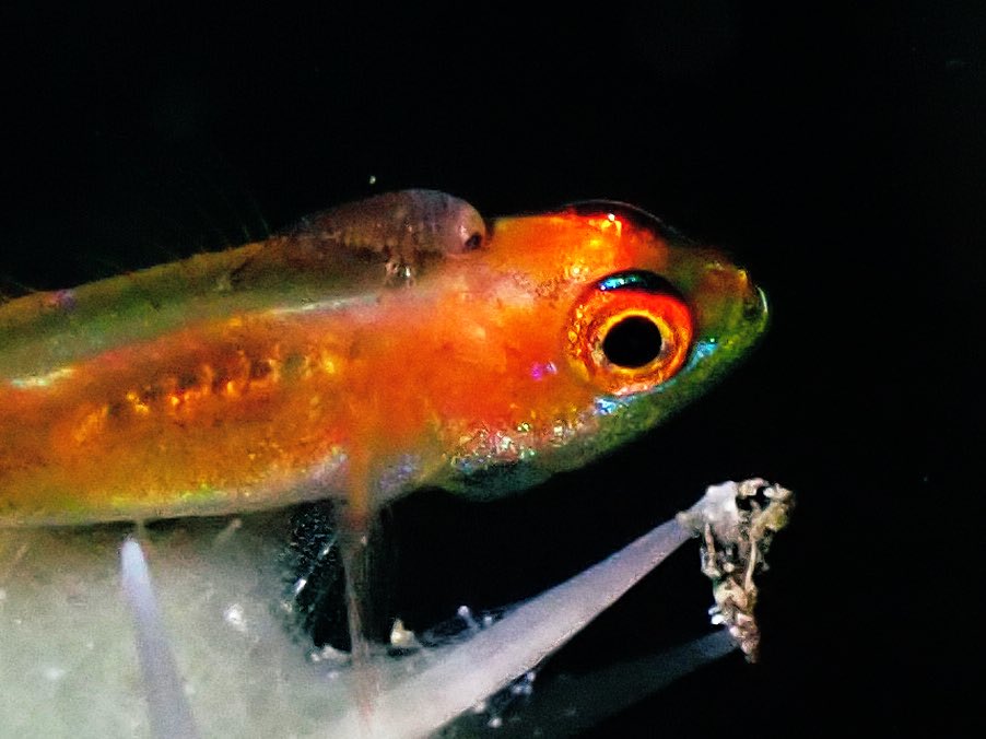 I do love a good #trimmagoby - but I love a duo of #goby and #parasite even more! Only noticed the extra #critter when I zoomed in! #fishparasites #cryptobenthic #tinyfish #timorleste