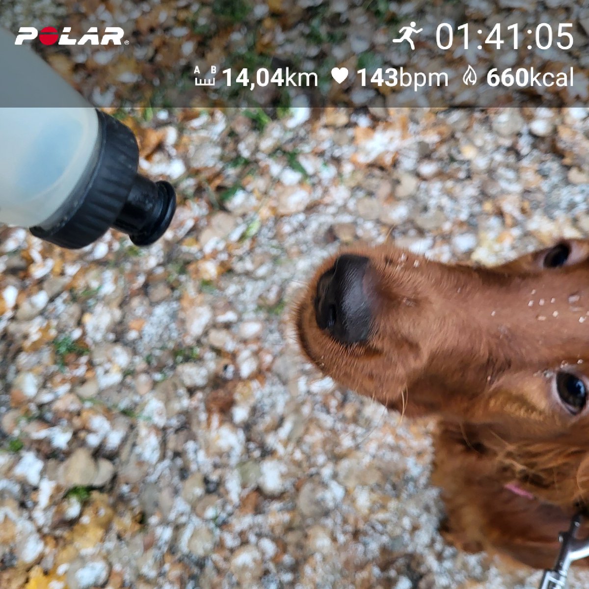 KristiinaJakobs's tweet photo. Sellainen reissu 14km, just arvioin ajan ja matkan oikein. Cocon pisin juoksulenkki hihnassa sujui tosi hienosti! Yhteinen juomapullo.🐕🦺🐾🐾🏃♀️👣 #runningwithdogs #runnerforlife #uurastaja #elämysliikkuja #kuntoliikunta https://t.co/EVMUyBuabC