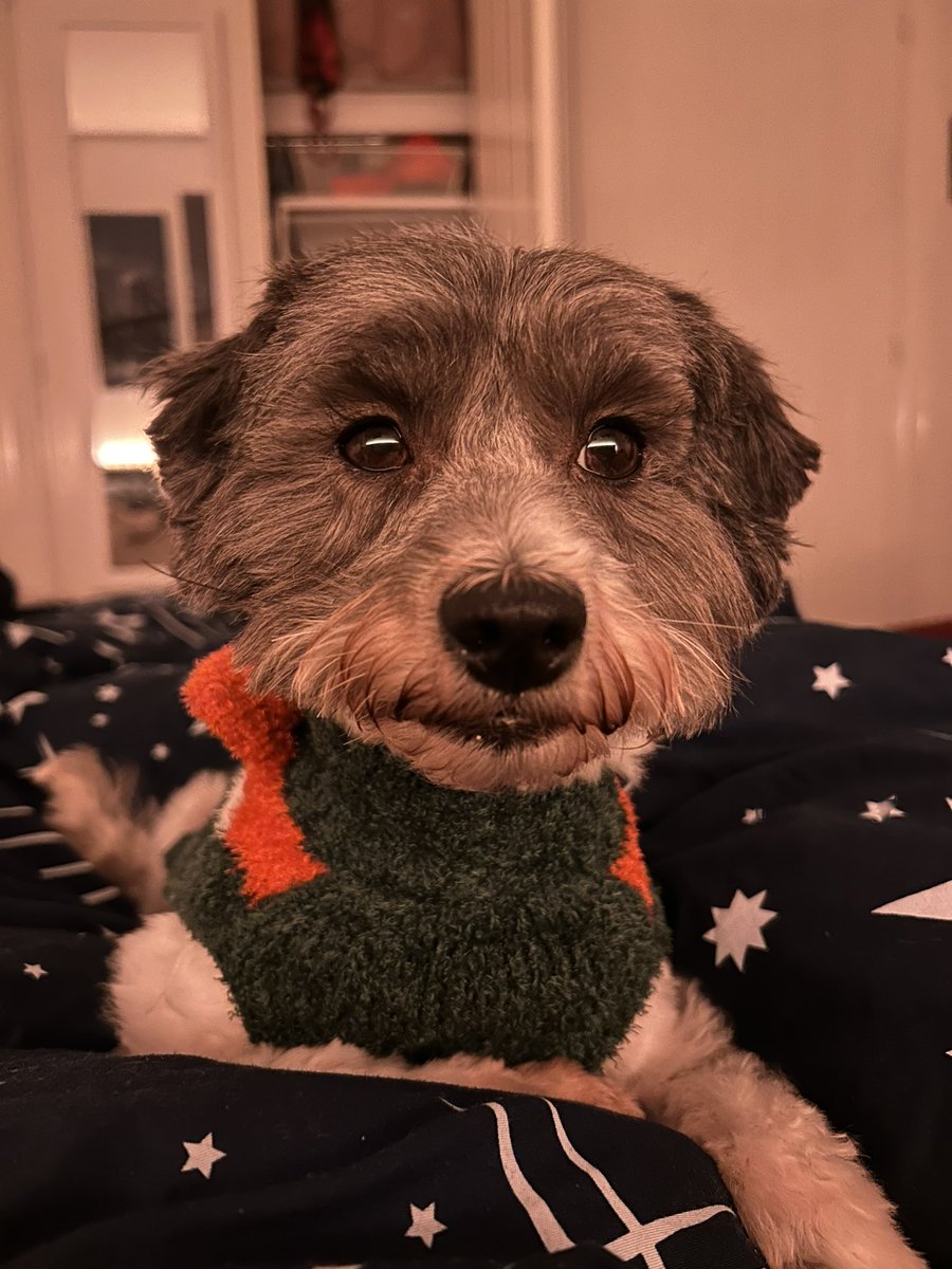 MrPicklestheHavapoo tweet media