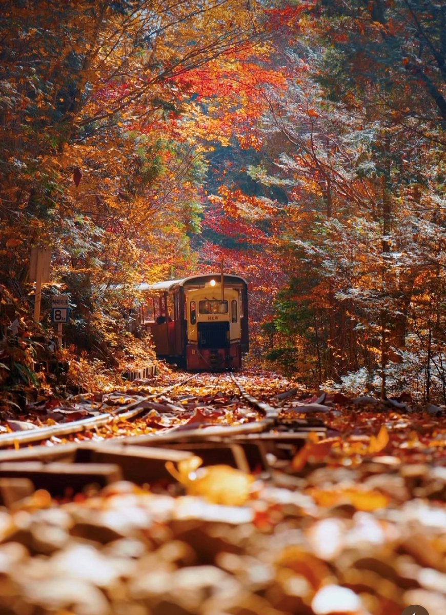 Beautif12959501's tweet image. Akasawa Natural Recreation Forest, Nagano, Japan    
📸: Ayane Motomitsu
#Japan🇯🇵 #Nagano #kiso #forest #AkasawaForestRailway #naganoken #AkasawaNaturalRecreationForest  #beautifulplace #amazingplaces #autumnvibes #travelling #NaturePhotography #travelphotography