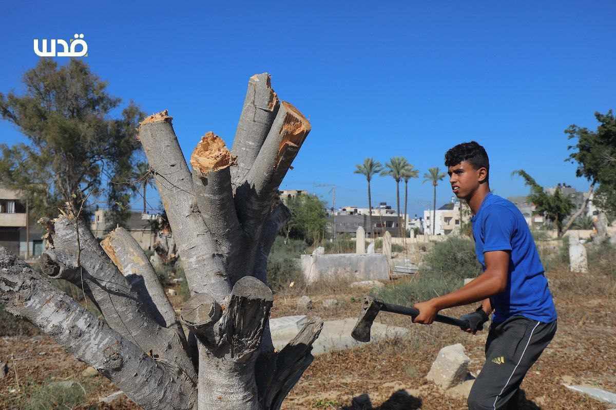 #Palestinians in #Gaza have got no choice but to cut down olive trees to use their wood for cooking and baking amid a depletion of all energy resources as a result of the ongoing #Israeli genocide. #Gaza_Genocide #16thOctoberGroup