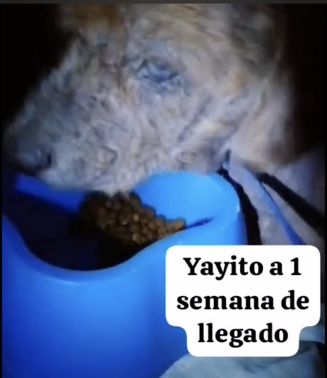 Vds3333's tweet photo. Solo difundo no son casos míos pero como siempre digo hay que ayudar de cualquier forma a estos ángeles no importa de quien es el caso todos estamos p la misma causa
Vean la realidad y tratarán de cambiarla ayuden unámosno p una causa 
Se necesita racion https://t.co/MFcqOi8wGJ