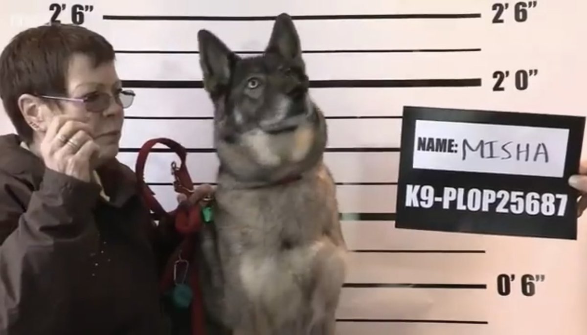 Steve Blears tweet media