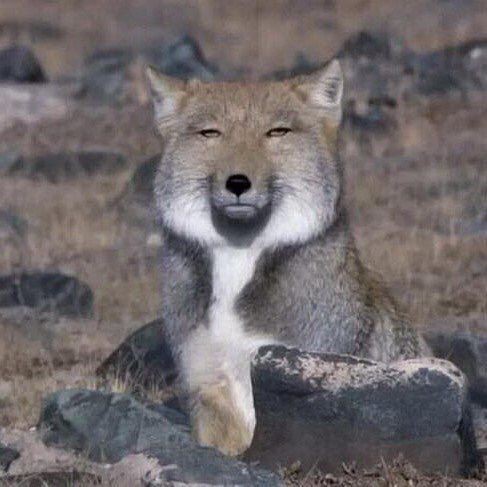 『 คุณลอวววว์— 』/จับเสื้อ ทรุด

(ช่วยไม่ได้ ต้องงัดเจ้านี่ออกมาแล้ว!)

『 นี่! เจ้านี่! คุณลอว์ดูหน้าเจ้าหมาป่านี่สิ! 』/ชูรูปภาพเล็กๆ ที่ได้มาจากในเมืองวันก่อน