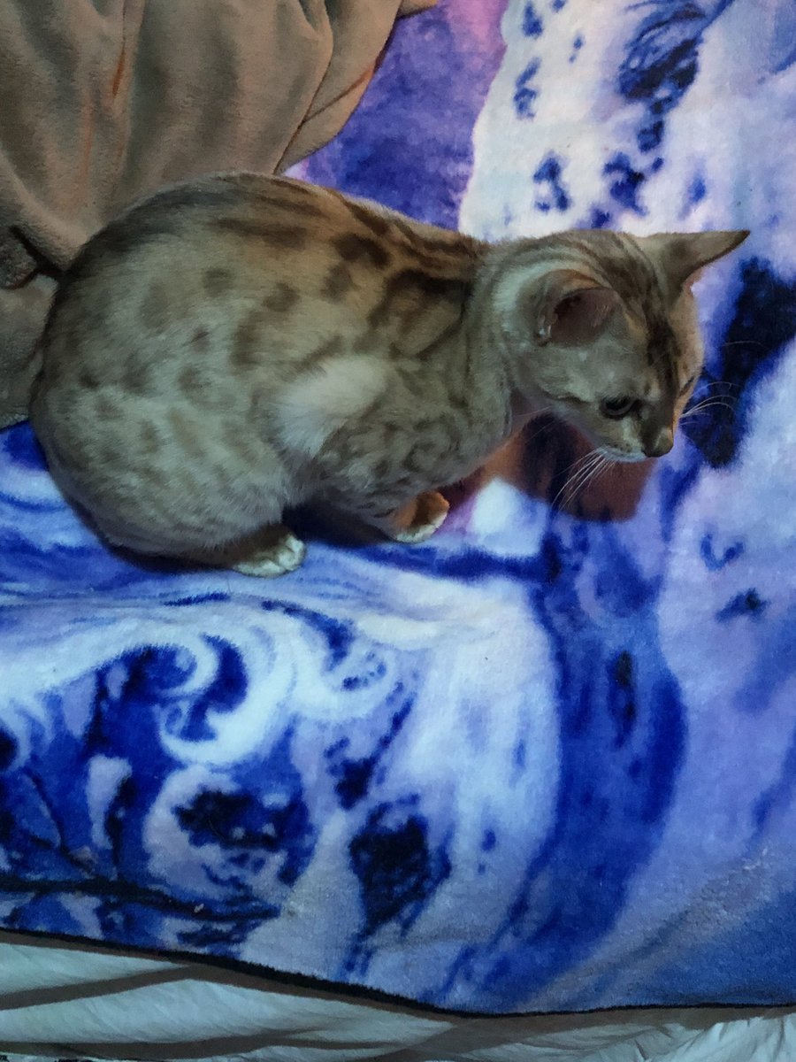 CrystalHutchens's tweet photo. I was blessed-beyond blessed with a daddy bengal husband for my girl who has been waiting patiently for a husband to finally move in with us and he’s hereshe’s super pissed at him right now but I’m stoked and she will be too because it’s looking like more stunning kittens in Jan https://t.co/KckQ4y2FUY